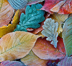 New acquisitions of books