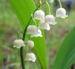  New acquisitions in the department of Fiction Lending Library