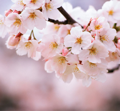 New acquisitions of books