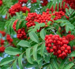 The turn of her poems