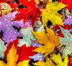 New arrivals in the NSU Scientific Library