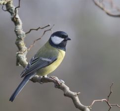  Schedule of the NSU Scientific Library from January 31 to February 6, 2022