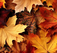 New acquisitions of books