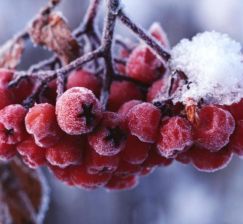 New acquisitions of the subscription of educational and scientific literature