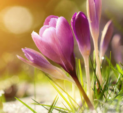 Opening hours of the NSU Scientific Library from March 7 to March 8, 2024.